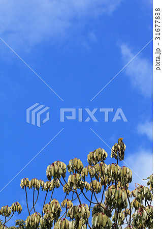 ユズリハの冬芽と葉と青空 ユズリハの冬芽と葉と青空 31677838