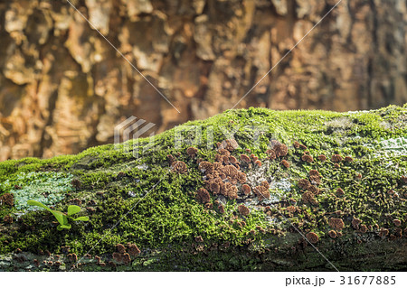 Schizophyllum Commune Mushroom on mosses. 31677885
