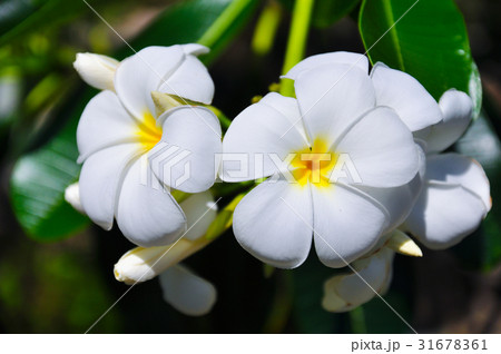 プルメリア プルメリア 31678361