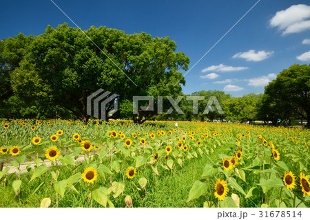 万博記念公園のひまわりと青空の写真素材