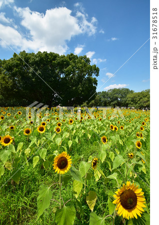 万博記念公園のひまわりと青空の写真素材