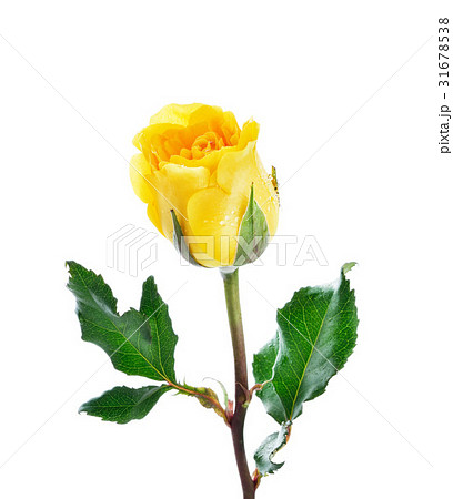Yellow Rose 31678538