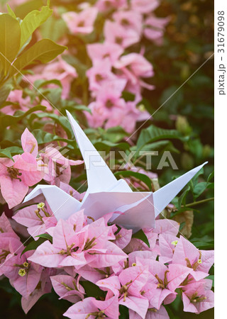 one paper swan in light one paper swan in light 31679098