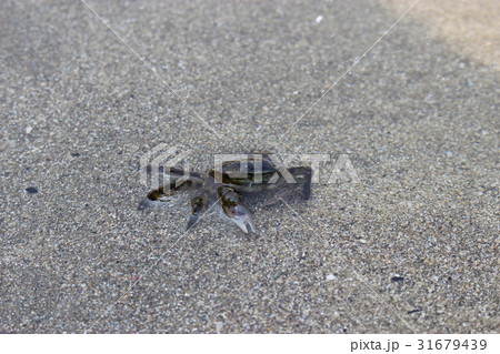 砂の上の小さな黒いカニの写真素材