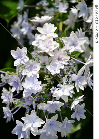 新種の紫陽花 新種の紫陽花 31679799