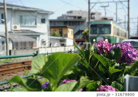 紫陽花と江ノ電 紫陽花と江ノ電 31679800