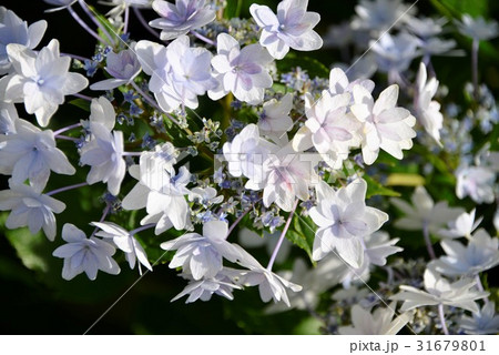 新種の紫陽花 31679801