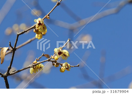 ロウバイ 31679904