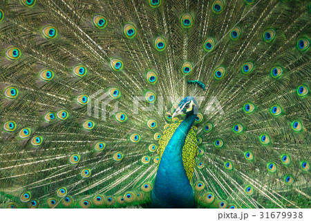 close up of peacock showing drametic trail close up of peacock showing drametic trail 31679938