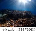 太陽の光 31679988
