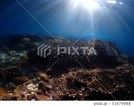 太陽の光 31679988