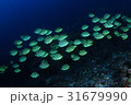 カゴカキダイの群れ 31679990