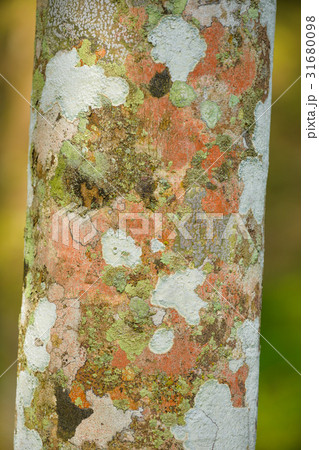 Texture of Para rubber tree bark pattern Texture of Para rubber tree bark pattern 31680098