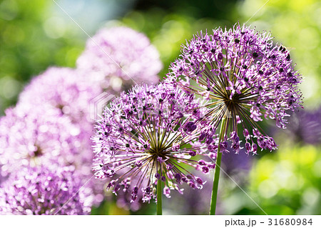 purple allium flowers growing in the garden 31680984