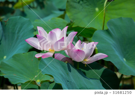 ハス スイレン 蓮 31681250