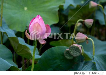 ハス スイレン 蓮 31681269