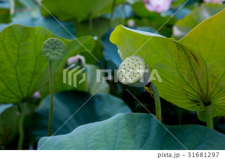 ハス スイレン 蓮 31681297