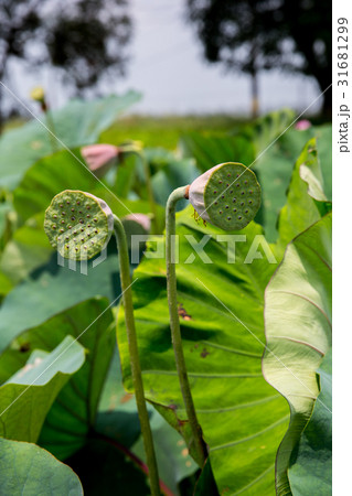 ハス スイレン 蓮 31681299