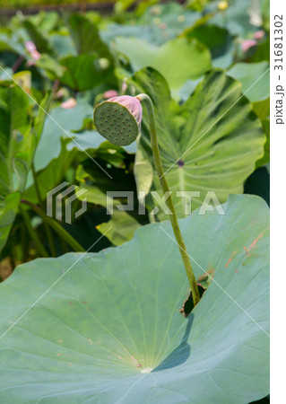 ハス スイレン 蓮 31681302