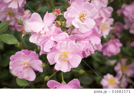 春のピンク色の花 ポールズ ヒマラヤン ムスクの写真素材