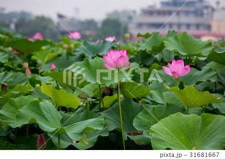 ハス スイレン 蓮 31681667