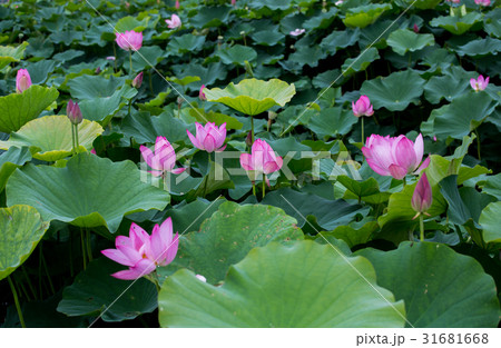 ハス スイレン 蓮 31681668