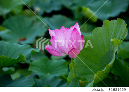ハス スイレン 蓮 31681669