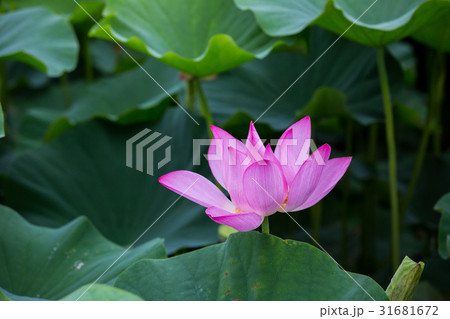 ハス スイレン 蓮 31681672