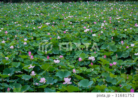 ハス スイレン 蓮 31681752
