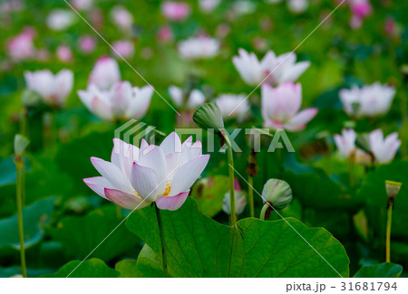 ハス スイレン 蓮 31681794