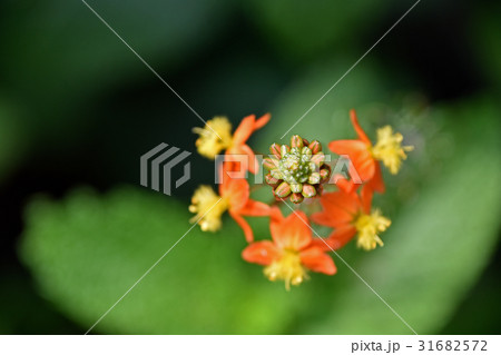花アロエ(ブルビネ) 花アロエ(ブルビネ) 31682572