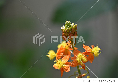 花アロエ(ブルビネ) 花アロエ(ブルビネ) 31682574