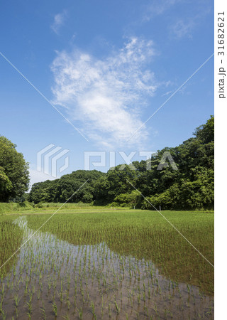 田植え終わった寺家ふるさと村 31682621