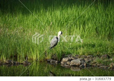 水鳥の休憩 31683779
