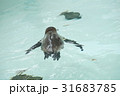 すいーっと すいーっと 31683785