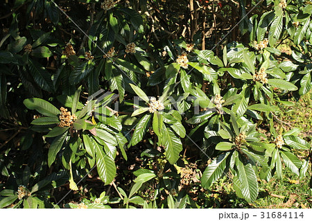 枇杷の花 31684114