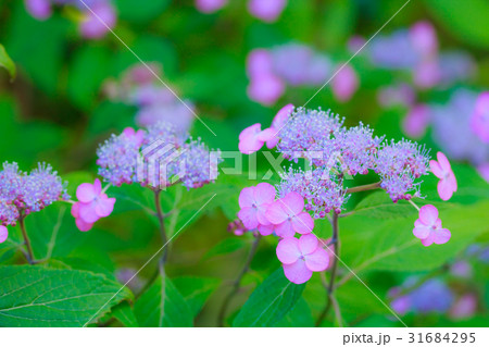 山アジサイ 31684295