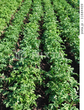 potatoes growing up potatoes growing up 31684409