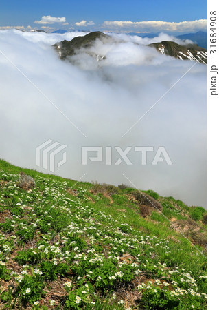 上越国境・仙ノ倉山のハクサンイチゲ群落と雲湧く稜線 上越国境・仙ノ倉山のハクサンイチゲ群落と雲湧く稜線 31684908