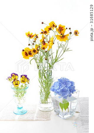 ハルシャギクとパンジーと青い紫陽花 31685129