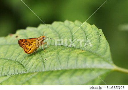 キマダラセセリ 31685303