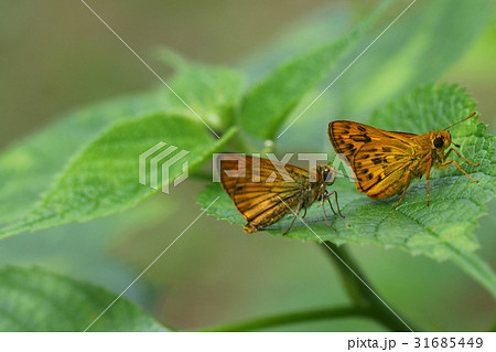 キマダラセセリ 31685449