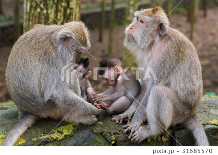 Macaque monkeys with cubs at Monkey Forest, Bali 31685570