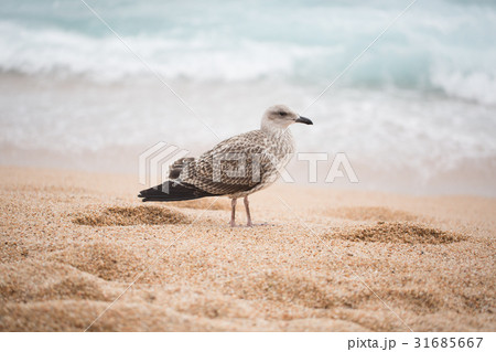 seagull seagull 31685667