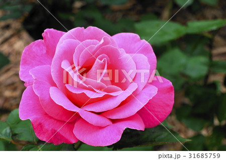 薔薇 monastere de cimiez シミエ修道院 バラ園 薔薇 monastere de cimiez シミエ修道院 バラ園 31685759
