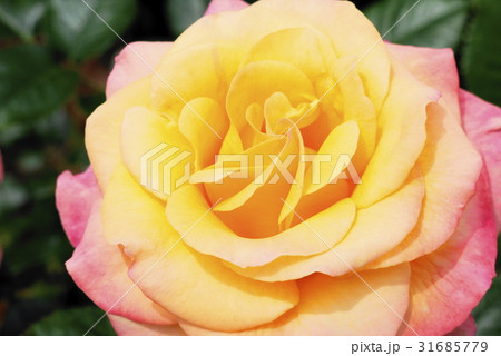 薔薇　monastere　de　cimiez　シミエ修道院　バラ園 31685779