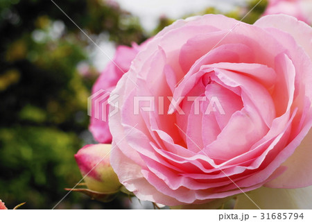 薔薇 monastere de cimiez シミエ修道院 バラ園 薔薇 monastere de cimiez シミエ修道院 バラ園 31685794