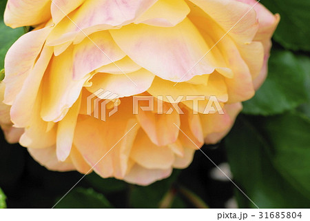 薔薇　monastere　de　cimiez　シミエ修道院　バラ園 31685804