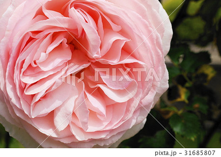 薔薇 monastere de cimiez シミエ修道院 バラ園 薔薇 monastere de cimiez シミエ修道院 バラ園 31685807