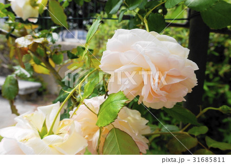 薔薇 monastere de cimiez シミエ修道院 バラ園 薔薇 monastere de cimiez シミエ修道院 バラ園 31685811